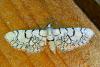 Eupithecia venosata